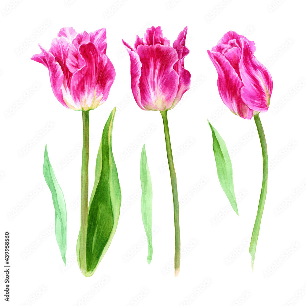 Set of watercolor flowers. Pink tulips, stems, leaves. Bright botanical illustration isolated on white background. Best for wedding, anniversary, birthday, invitations, romance Set of watercolor flowers. Pink tulips, stems, leaves. Bright botanical illustration isolated on white background. Best for wedding, anniversary, birthday, invitations, romance