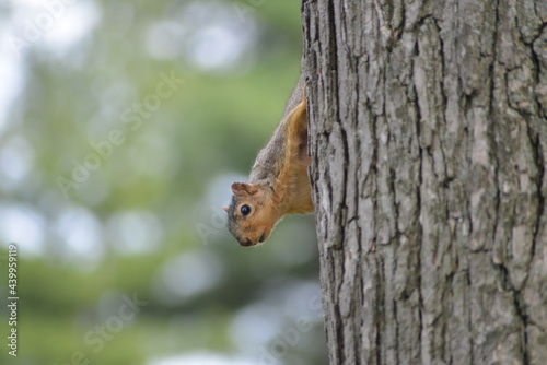 squirrel on a tree © Sultan