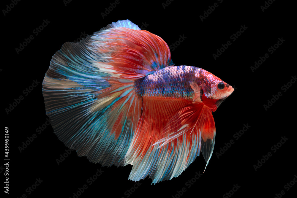 The moving moment beautiful of betta fish on black background The moving moment beautiful of betta fish on black background