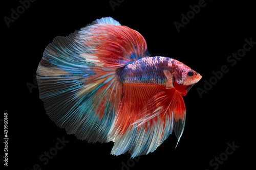 Photography The moving moment beautiful of betta fish on black background