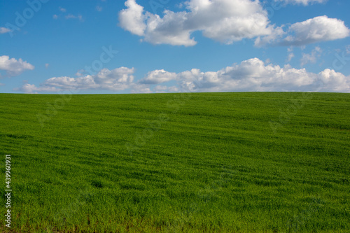 緑の草原と青空に浮かぶ雲 