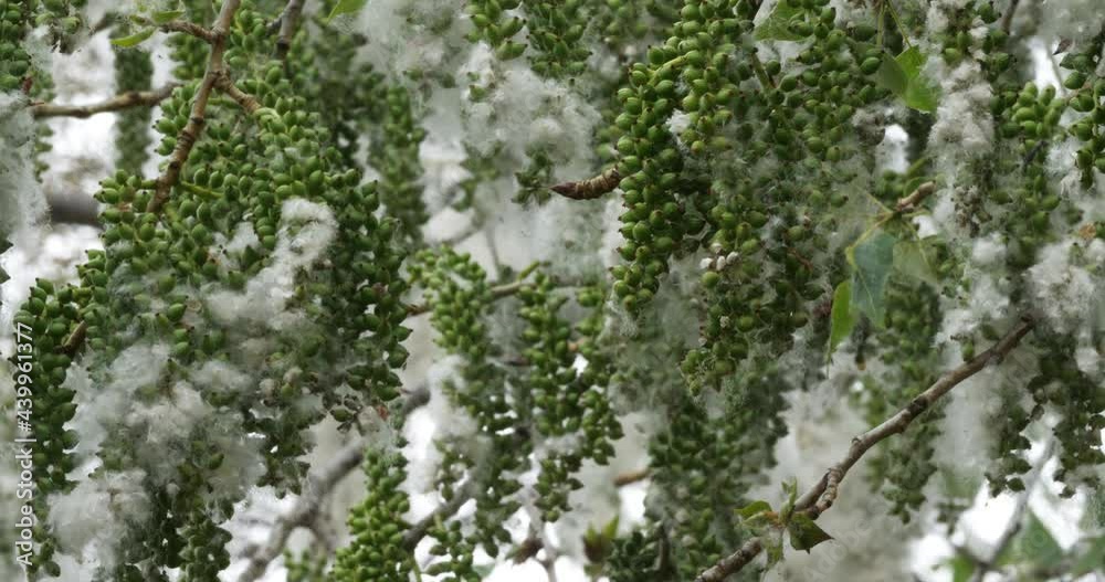 pollen, close up of Populus trees in France pollen, close up of Populus trees in France