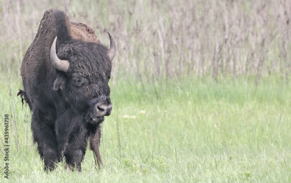 Bison in a field.  Tallgrass Prairie, Oklahome