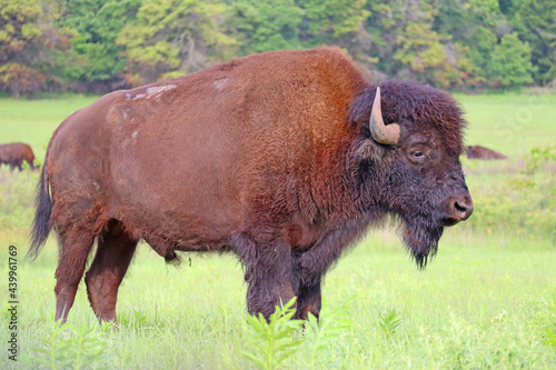 Bison standing in a field in Tallgrass Prairie, Oklahoma