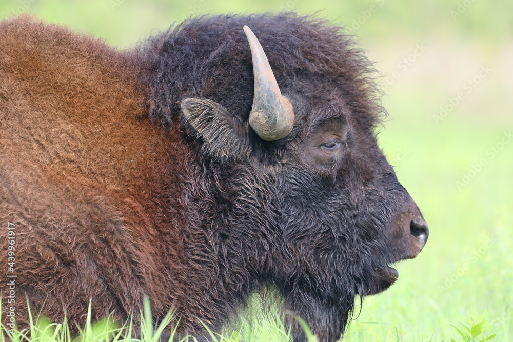 Bison head shot, tallgrass prairie, mouth open, chewing Bison head shot, tallgrass prairie, mouth open, chewing