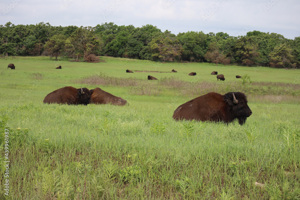 Herd of Bison in Oklahoma