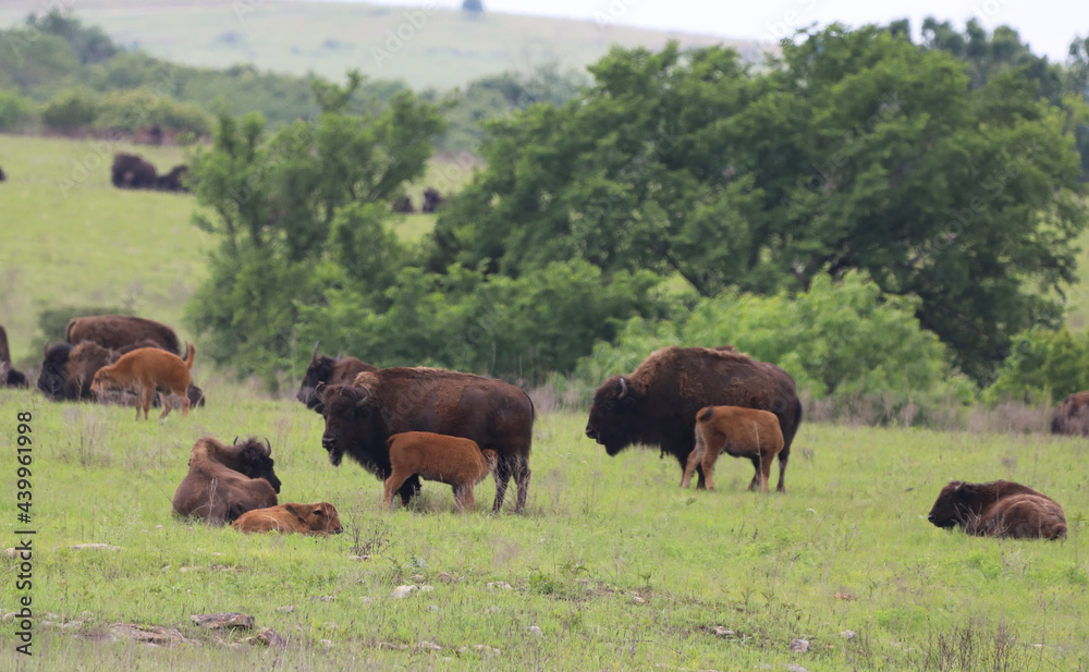 Herd of Bison with Babies in Oklahoma