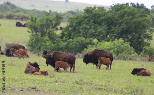 Herd of Bison with Babies in Oklahoma