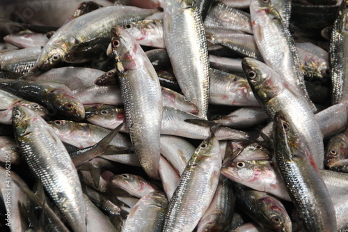 Fresh fish in a market in Dubai.