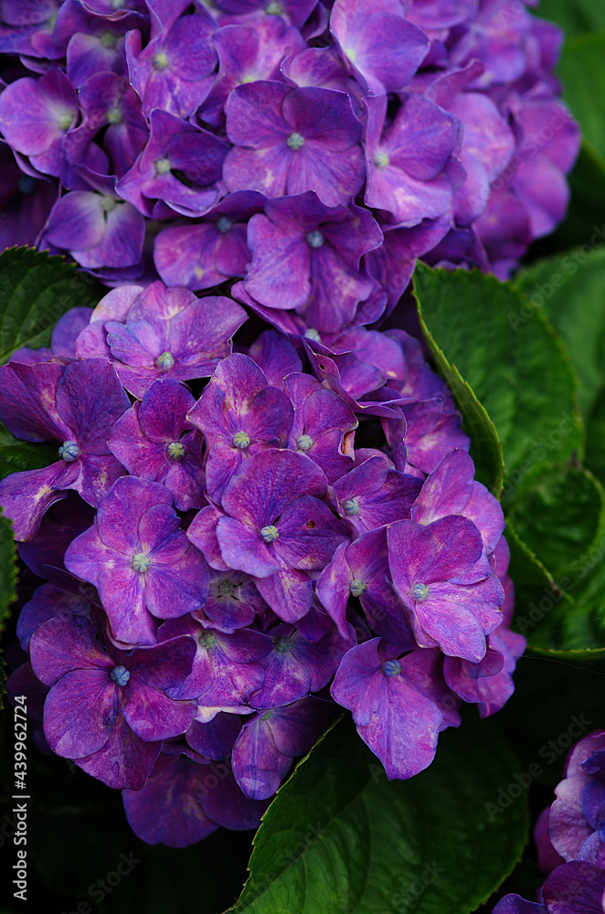 purple hydrangea flowers purple hydrangea flowers