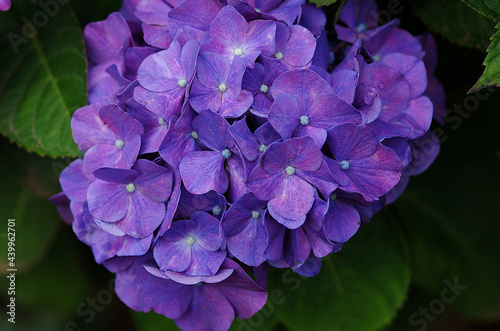 blue hydrangea flowers