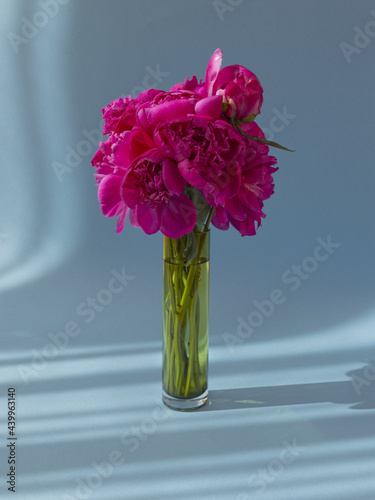 Vertical shot of fresh pink peony flowers in a glass vase against a bluish background photo