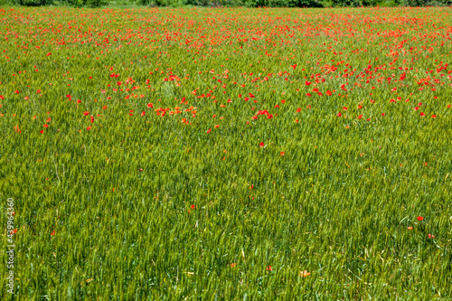 poppies