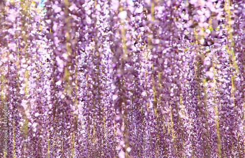 紫色の藤　背景