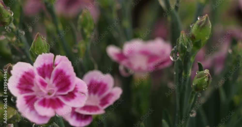 Dianthus caryophyllus, commonly known as the carnation. Dianthus caryophyllus, commonly known as the carnation.