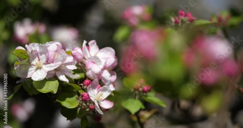 Wallpaper Mural apple trees blooming during the spring season, Occitanie, southern France Torontodigital.ca