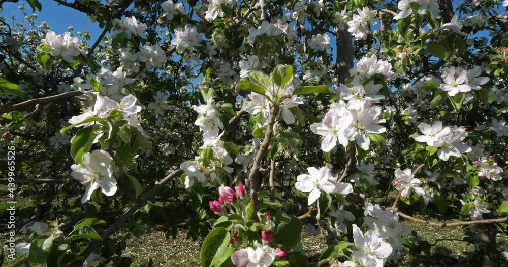 apple trees blooming during the spring season, Occitanie, southern France apple trees blooming during the spring season, Occitanie, southern France