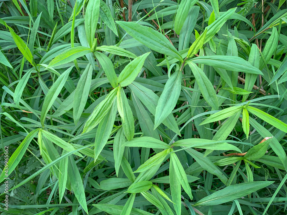 Obraz premium Natural green leafy texture background, selective focus