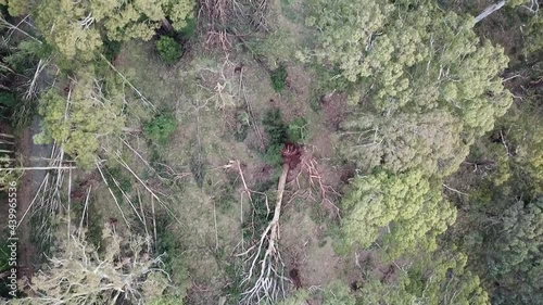 Downward aerial footage of forest near Trentham after a storm on 10 June, 2021, Victoria, Australia. There were wind gusts estimated up to 160km per hour which led to windthrow of thousands of trees. photo