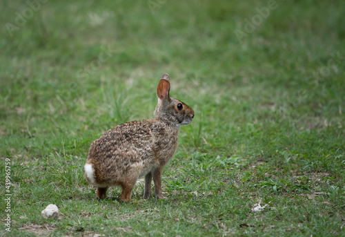 The swamp rabbit (Sylvilagus aquaticus), or swamp hare, is a large cottontail rabbit photo