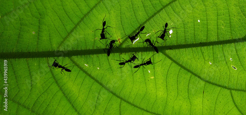 Trap-jaw ants (Odontomachus) on a leaf