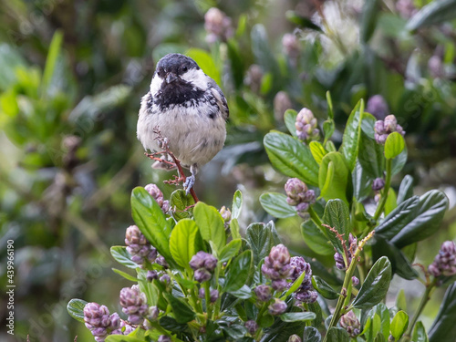 Coal Tit or Parus ater rufipectus bird in a branch of a blooming tree photo