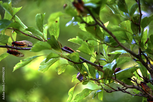 Closeup shot of cicadas on tree branches photo
