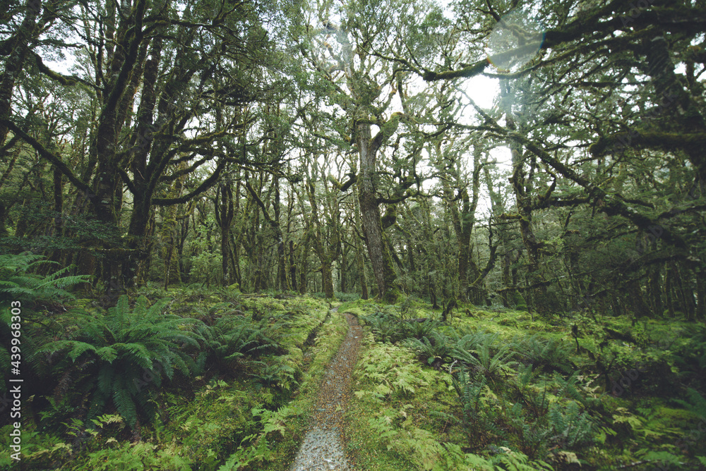 Obraz premium Native Forest on Greenstone Track, Fiordland National Park, New Zealand