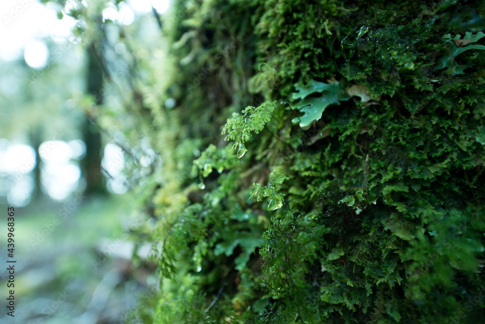 Moss on Greenstone Track, Fiordland National Park, New Zealand
