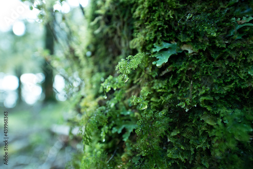 Moss on Greenstone Track, Fiordland National Park, New Zealand © tky15_lenz