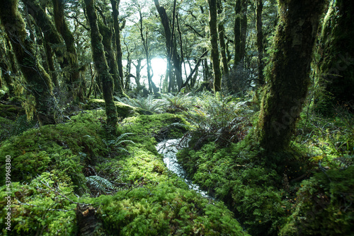 Native Forest on Greenstone Track  Fiordland National Park  New Zealand