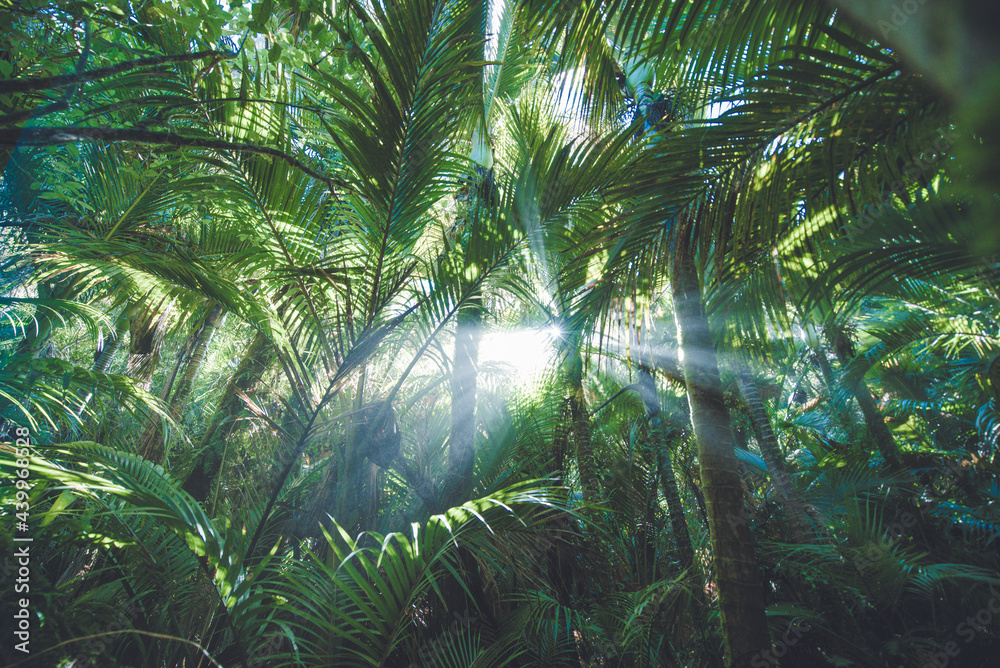 Heaphy Track, Kahurangi National Park, West Coast, New Zealand