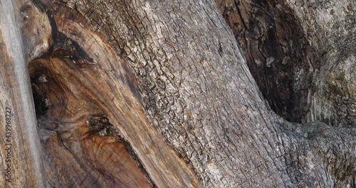 Close up on bark of  a millenary olive tree in the southern France photo