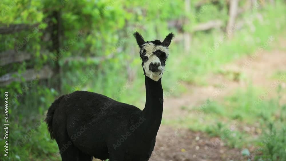 Black and white alpaca discovering a threat and going into survival mode. Black and white alpaca discovering a threat and going into survival mode.