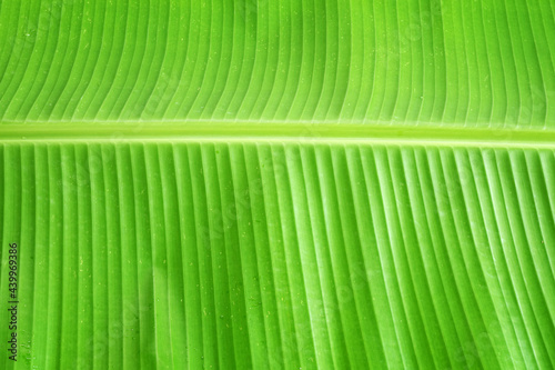 Fresh banana leaf background