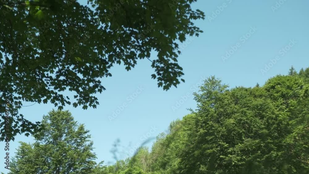 Relaxing windy spring day with moving green trees and blue sky 4K Relaxing windy spring day with moving green trees and blue sky 4K