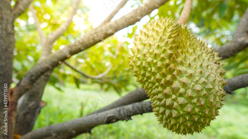 Durian fruit in agriculture garden , freshness fruit garden , fruit garden in sunshine day.