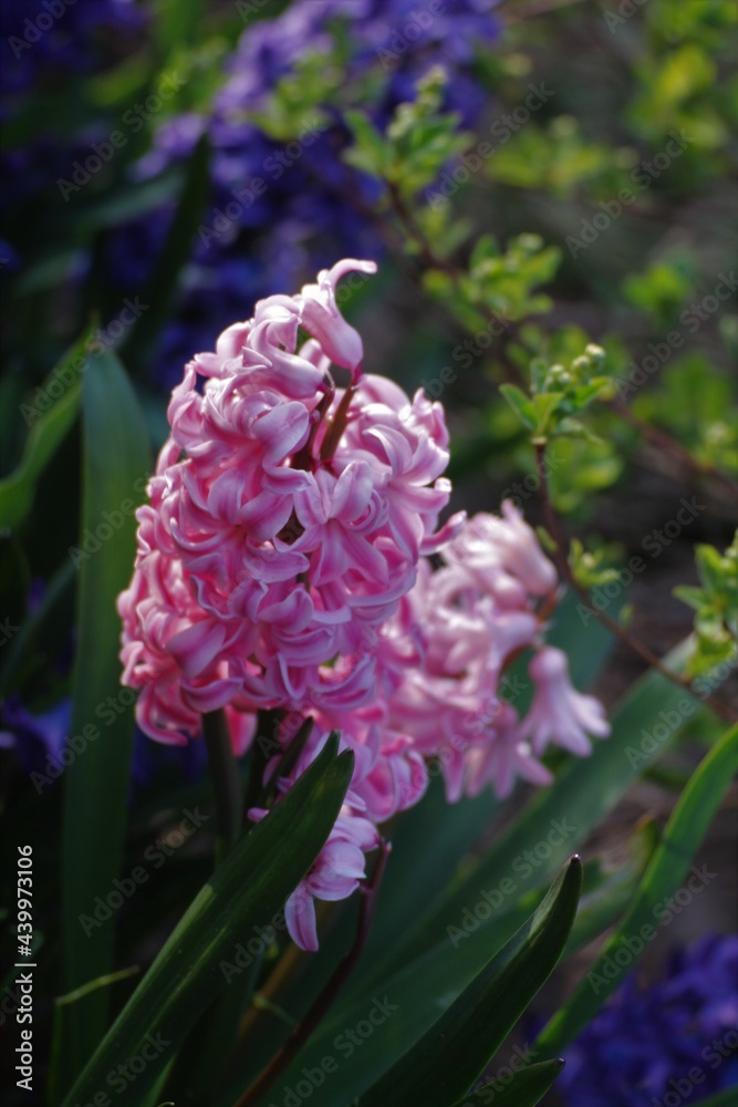 Fototapeta premium pinky flower