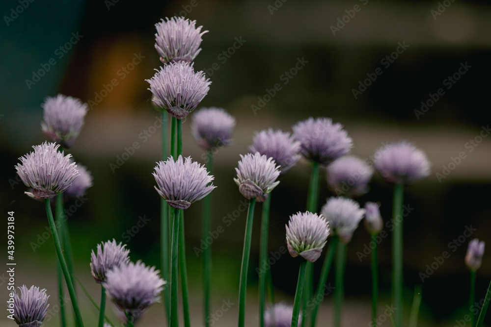 Wild onion flower bulbs. Allium flowers. Inflorescence of decorative onion in the garden. ornamental garden plant, large round purple flower close-up, flowering onions