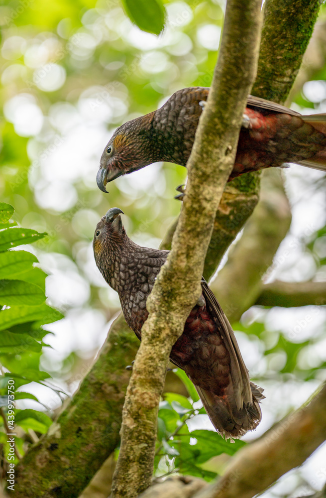 Two Kaka Parrot birds in a tree in New Zealand