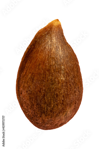 Apple seed isolated macroApple seed isolated macro, clipping path, full depth of field photo