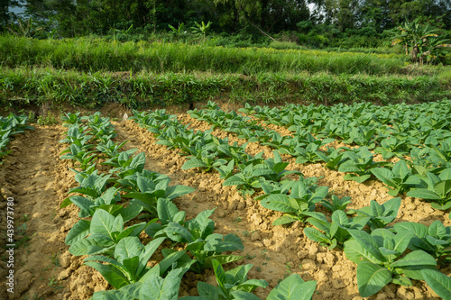 farming tobacco photo