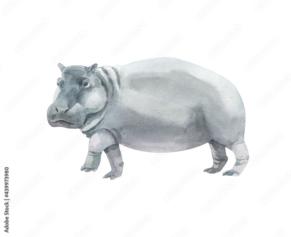 Watercolor grey hippopotamus isolated on white background. Hand drawn realistic illustration Watercolor grey hippopotamus isolated on white background. Hand drawn realistic illustration