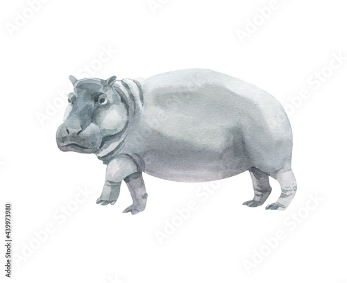 Watercolor grey hippopotamus isolated on white background. Hand drawn realistic illustration