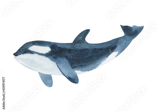 Watercolor killer whale isolated on white background. Hand drawn realistic illustration © ogurechka