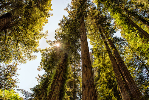 Giant California Redwood trees looking up with a sunburst