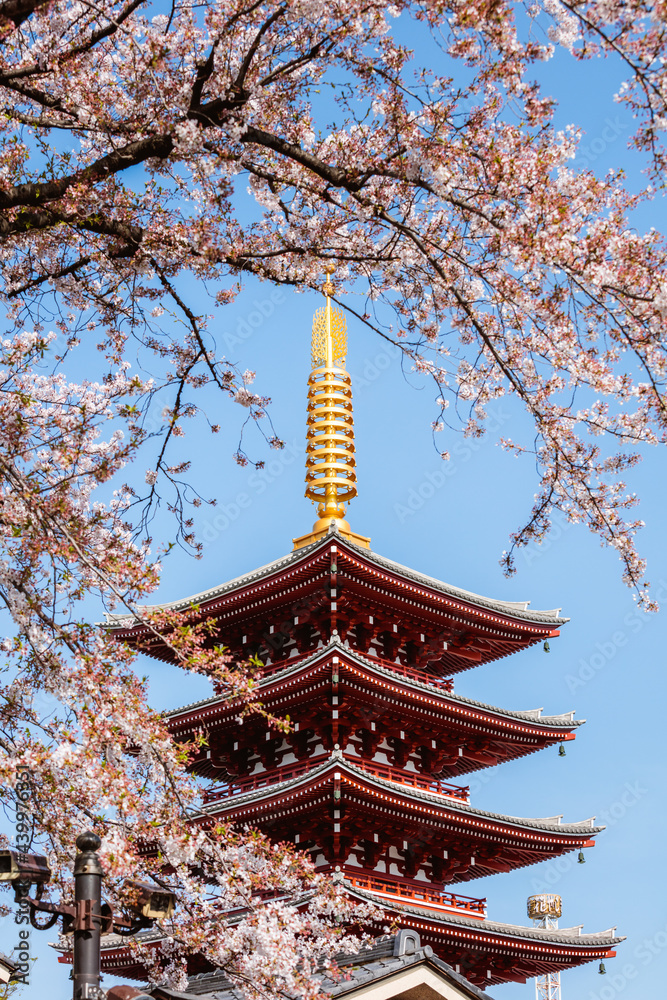 Japanese pagoda during cherry blossoms, Tokyo, japan Japanese pagoda during cherry blossoms, Tokyo, japan