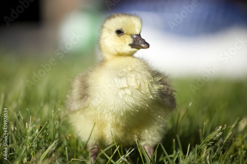Cute fluffy yellow gosling in fresh cut grass