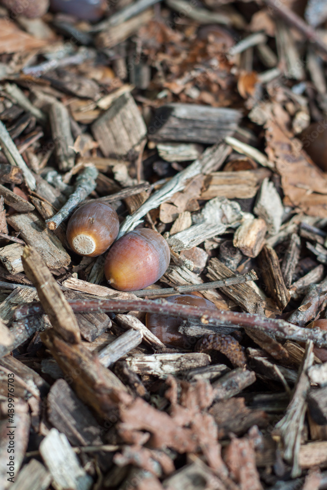 Two acorns in mulch