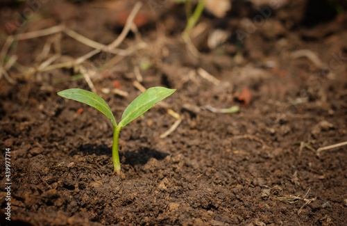 Closeup of Small Plant with Leaves on Fertile Earth with Copy Space, Natural Growth of Plant Concepts